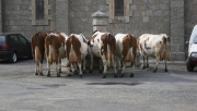 Vaches - Animaux