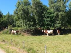 154.JPG
