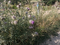 1981
